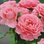 Corail Gelée / Корал желе